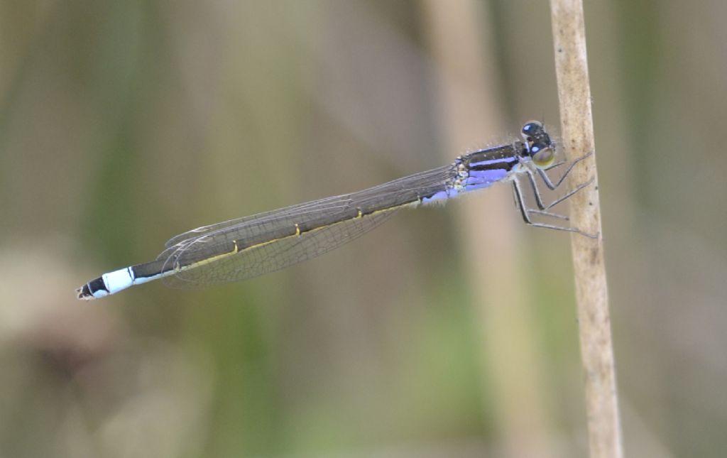 Altra libellula da identificare